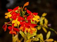 Epidendrum radicans Orchideen